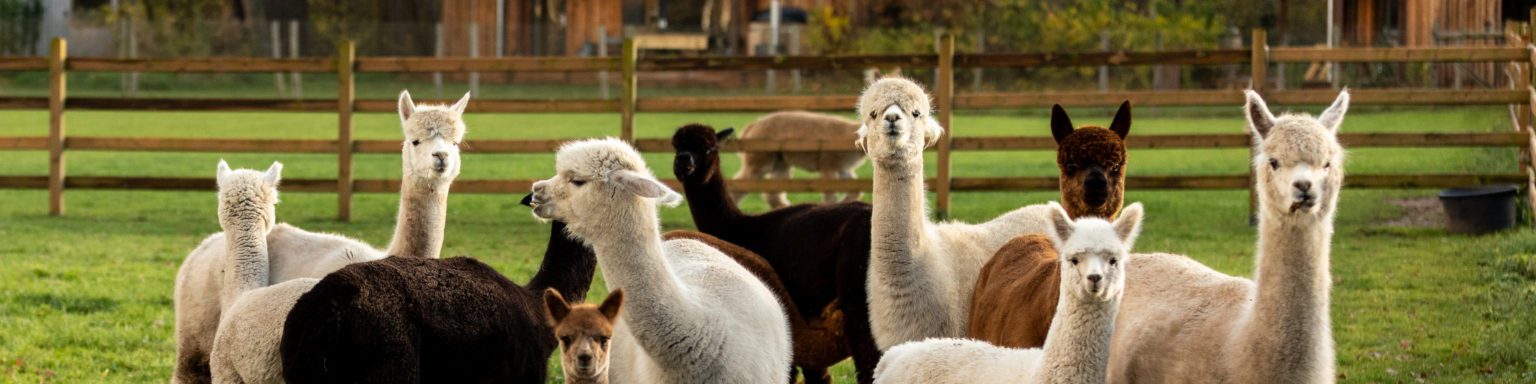 Alpacaboerderij Mariahout zomerweekend PACT Alpacaboerderij Mariahout zomerweekend PACT