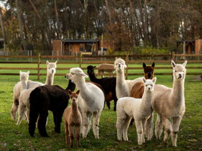 Alpacaboerderij Mariahout zomerweekend PACT