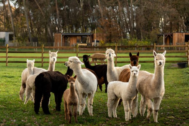 Alpacaboerderij Mariahout zomerweekend PACT