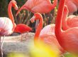 Pantropica flamingo's 2