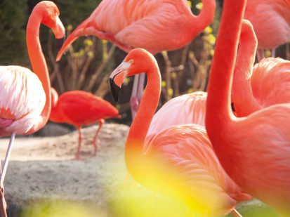 Pantropica flamingo's 2