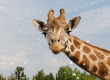 Safaripark de Beekse Bergen